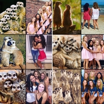 Me and my sistersever notice how sorority girls pose exactly like meerkats in pictures