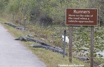 Meanwhile in Florida alligators has learned how to make signs