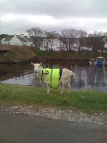 Meanwhile in Northern Irish countryside  A goat in a high visibility vest