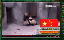 Meanwhile on Panda Cam 
