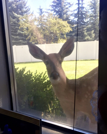 Meet my nosy new neighbor