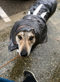 Meet my own rainy-trash-bag-wolfdog His breed was created and initially used by the Czechoslovakia Army as border guards dogs Cant go outside without being rolled in several trash bag if it rains