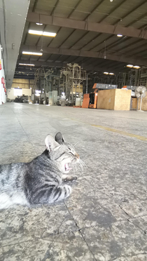 Meet our feline foreman sleeping on his job