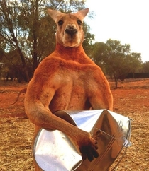 Meet Roger the Dude Bro Kangaroo