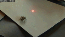 Messing with spider