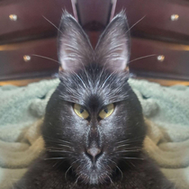 Mirror image collage turned my cat into a rabbit