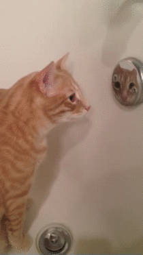 Mirror mirror in da tubs who will give me belly rubs