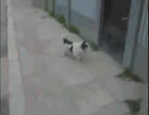 Mission Impossible dog