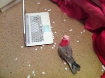 Misunderstood bird helps his owner clean his keyboard