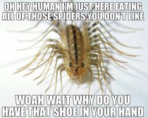 Misunderstood house centipede