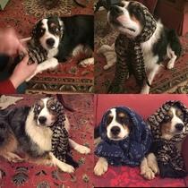 Mom has never shown a speck of interest in Reddit until I casually mentioned rbabushkadogs She couldnt take off her scarf fast enough