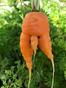 Mom is growing carrots in the garden and this is one of the harvested carrots