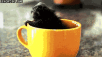 Monkey in a cup