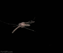Mosquito shot down by a laser