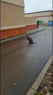 Most Canadian situation ever Beaver blocking a Tim hortons drivethrough in the pissing rain in Vancouver  Original link in comments