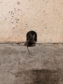 Mouse runs into drawn hole Fail