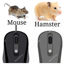 Mouse vs hamster