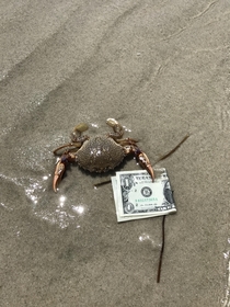 Mr Crabs first dollar