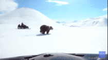 Mr Fucks-Around-And-Finds-Out chases a bear