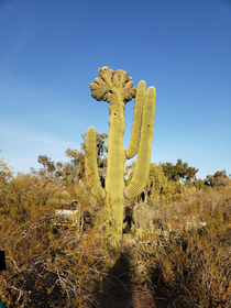 Mutant cacti are taking over the world
