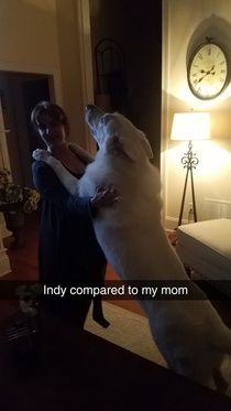 My absolute unit of a dog indy