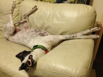 My adopted ex racing greyhound Kermit in her natural state