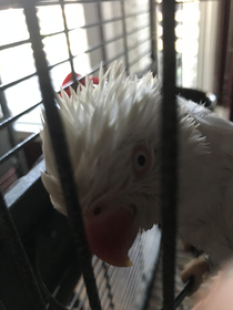 My bird after a nice shower