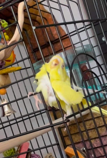 My bird trying to escape her open cage