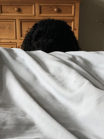 My black doodle giving me the morning wake up stare