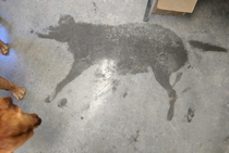 My bosss dog made a near-perfect wet spot after playing in a pond and laying by my desk
