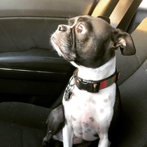 My Boston terrier gets very surprised when I point things out to him