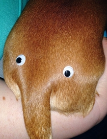 My boyfriend ordered  googly eyes for reasons and this is one of the first things he did