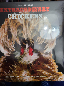 My brother and I have an ongoing Christmas tradition where we gift each other this - the Calendar of Extraordinary Chickens  was year  and we are pretty sure we are the only two people who buy this