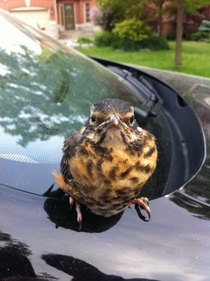 My brother found this disappointed bird sitting on our car