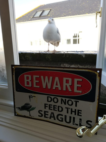 My brother has been feeding a seagull scraps from his windowsill for weeks so my girlfriend bought him this sign Safe to say the seagull was not impressed