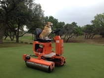 My brother works on a golf course and brings his corgi to work everyday He sent me this today