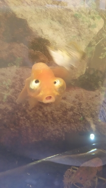 My brothers fish bubbles