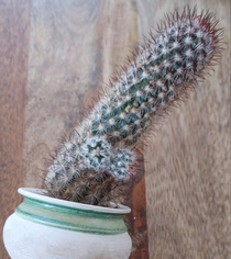 My Cactus started identifying as a hehimhis