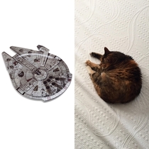 My cat became the Millennium Falcon today