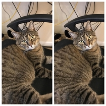 My cat before and after I tell him hes a good boy