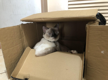 My cat hanging out at her box