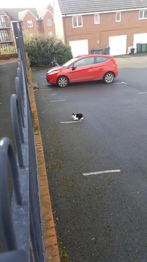 My cat has her own parking space