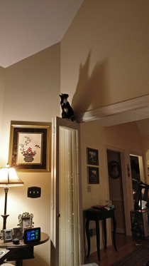 My cat jumps to extreme heights and thinks shes Batman
