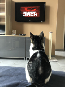 My cat loves watching Samurai Jack