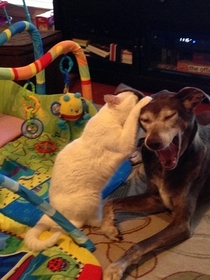 My cat Maui told my dog Buster a funny joke Feel free to caption