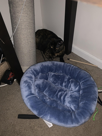 My cat moved her bed out of the corner so she could lay there