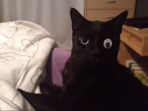 My cat only has one eye so we improvised