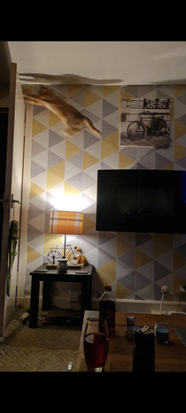 My cat trying to catch a moth