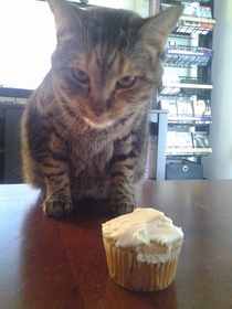 My cat turned  yesterdayfor some reason I dont think she was in the mood to celebrate