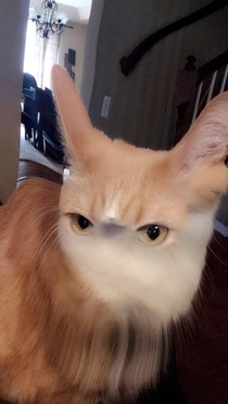 My cat used snapchat today